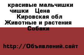  красивые мальчишки чишки › Цена ­ 8 000 - Кировская обл. Животные и растения » Собаки   